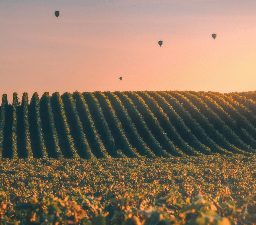 lever du soleil vignes